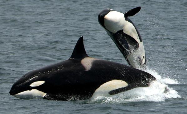 Le plus grand mammifère du monde - Orque (Orcinus orca)