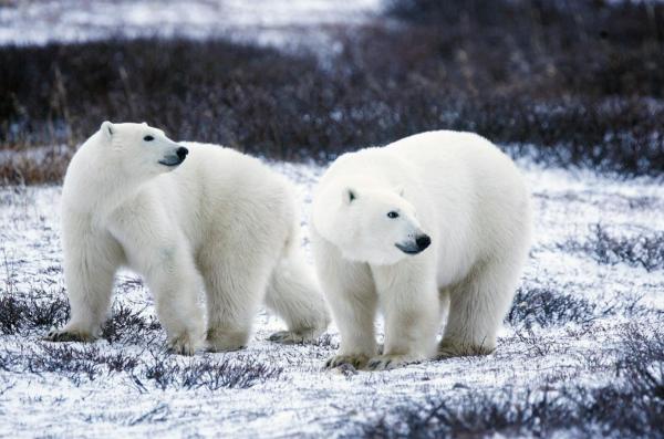 Le plus grand mammifère du monde - Ours polaire (Ursus maritimus)