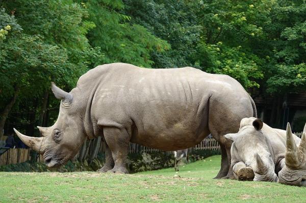 Le plus grand mammifère du monde - Rhinocéros blanc (Ceratotherium simum)
