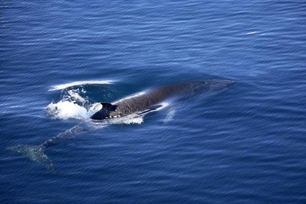Le plus grand mammifère du monde - Rorqual commun (Balaenoptera physalus)