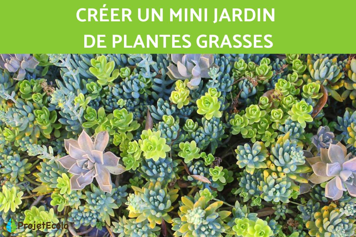Créer un mini jardin de plantes grasses