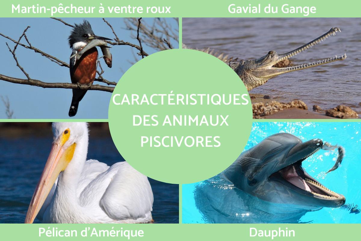 Piscivores : définition, caractéristiques et exemples
