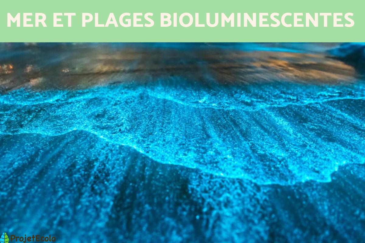 Mer bioluminescente : Définition et plage bioluminescente