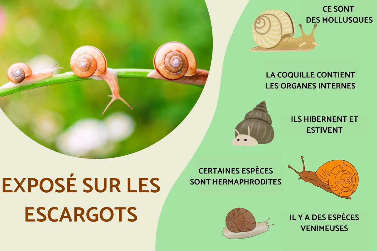 Exposé sur les escargots