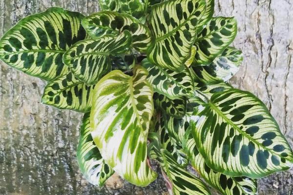 Calathea feuilles jaunes - Arrosage excessif