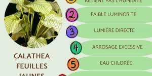 Calathea feuilles jaunes
