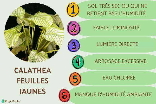 Calathea feuilles jaunes