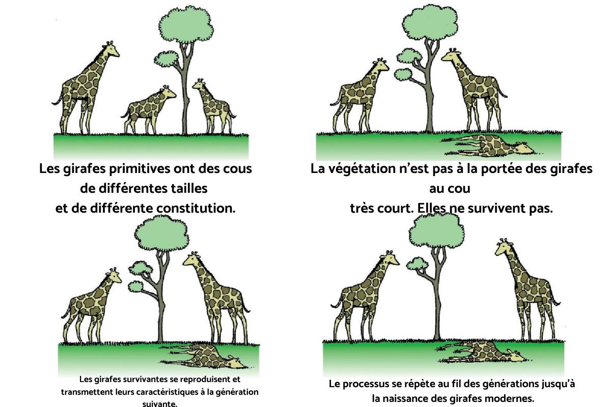 Le Vivant Et Son évolution - ÉVOLUTION Des ESPÈCES