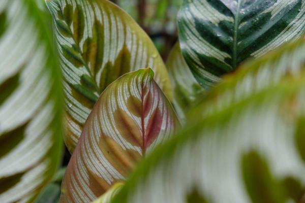 Calathea feuilles jaunes - Faible luminosité