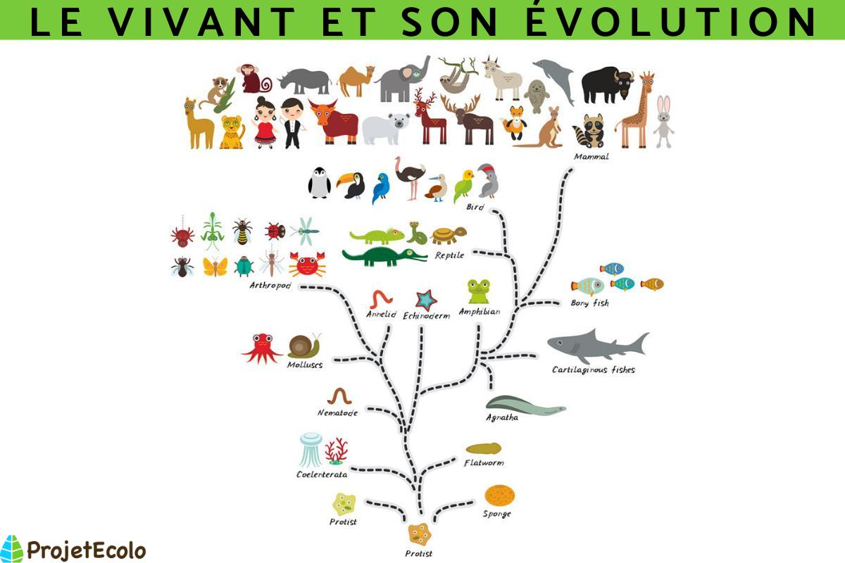 Le vivant et son évolution - Résumé
