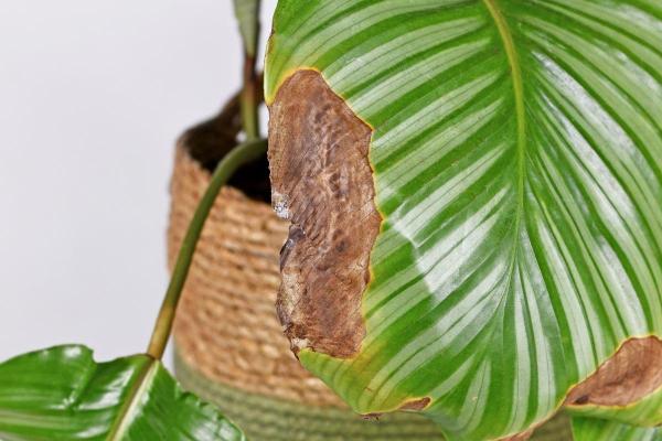 Calathea feuilles jaunes - Manque de nutriments