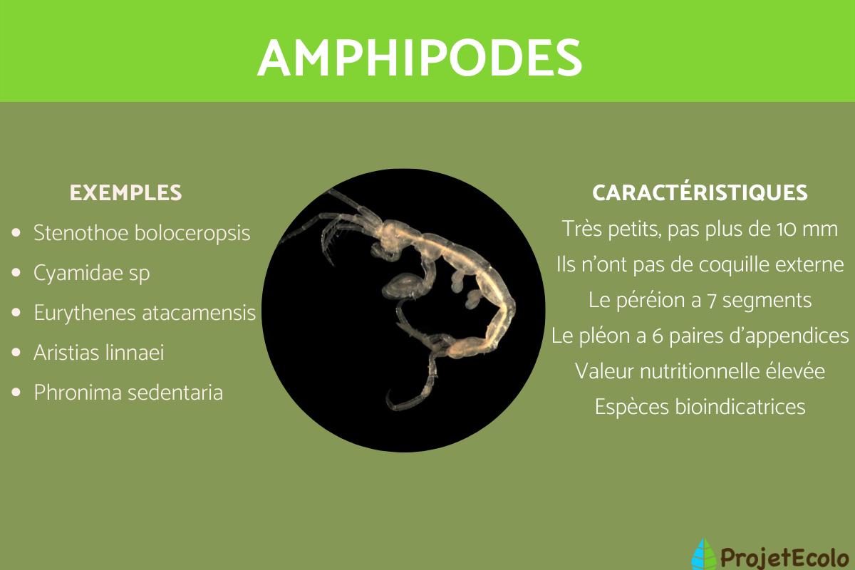 Amphipodes : exemples et caractéristiques