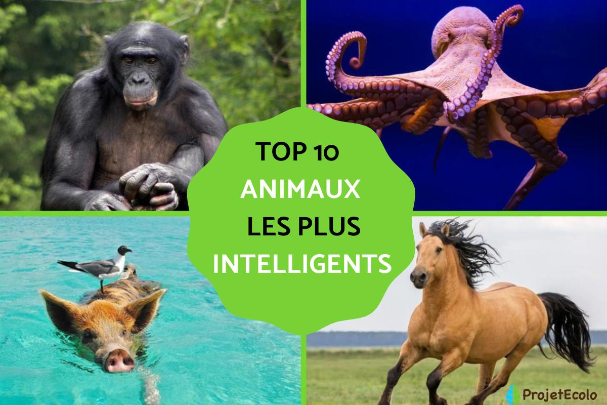 Quel est l’animal le plus intelligent ?