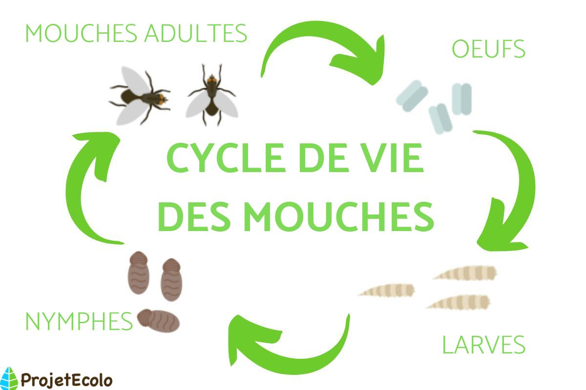 Cycle de vie de la mouche