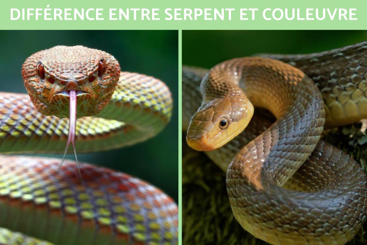 Différence entre serpent, couleuvre et vipère