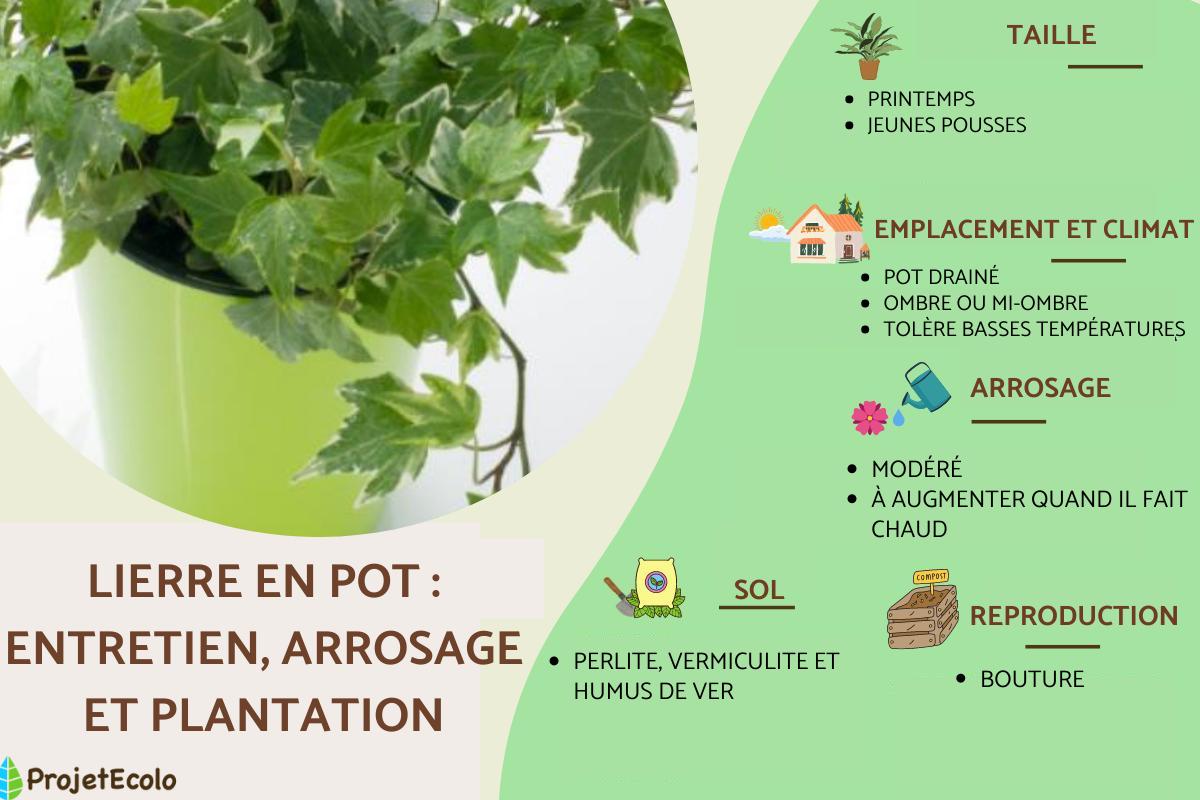 Lierre en pot : entretien, arrosage, taille et reproduction