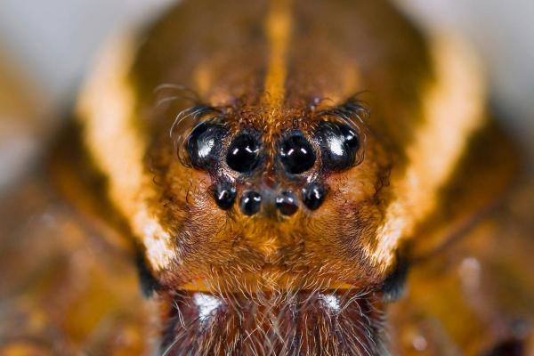 Exposé sur les araignées - Elles n'ont pas une bonne vue