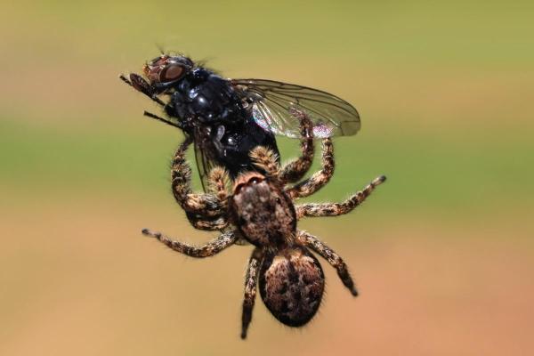 Exposé sur les araignées - Elles sont carnivores