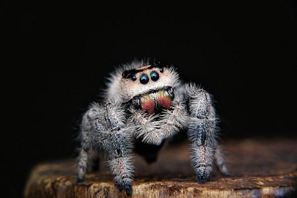 Exposé sur les araignées - Elles sont recouvertes de poils