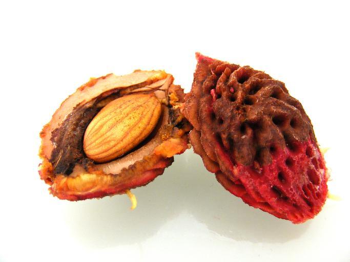 NOYAU de PÊCHE GERMINATION et ENTRETIEN