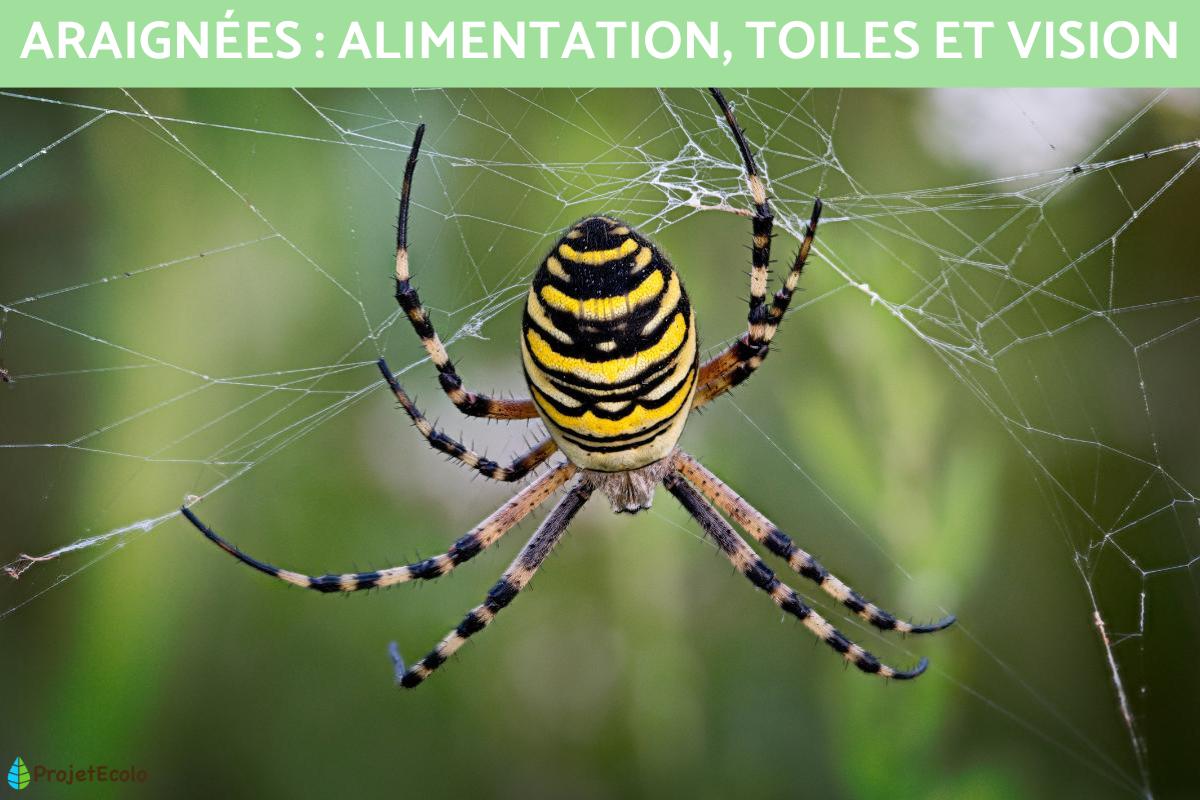 Exposé sur les araignées