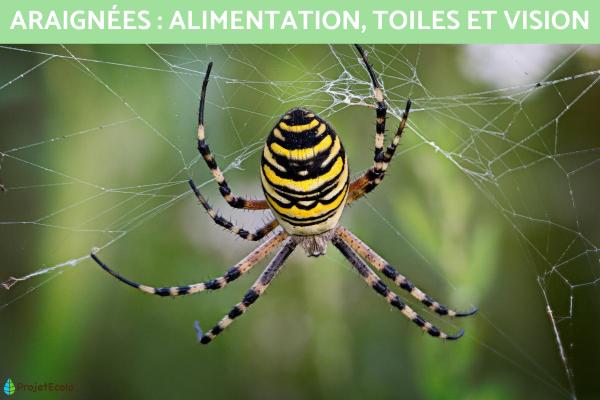 Exposé sur les araignées