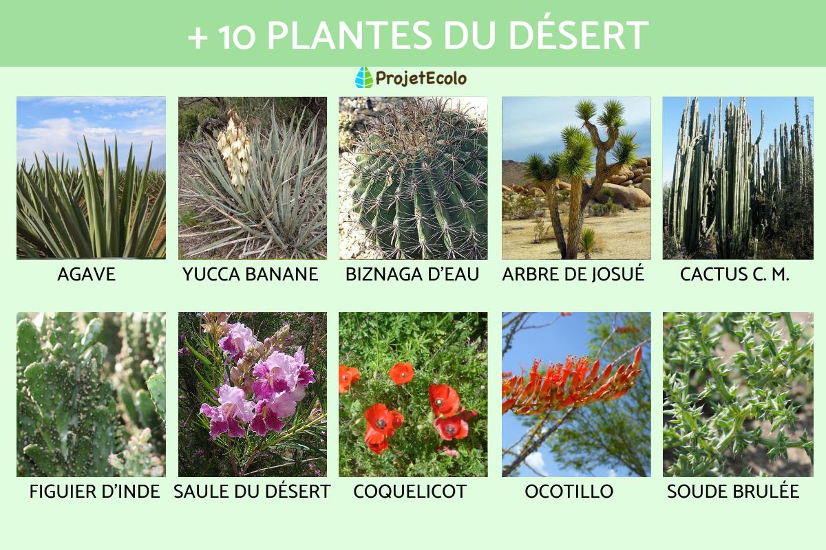 25 noms de PLANTES du DSERT - Liste, caractristiques et PHOTOS
