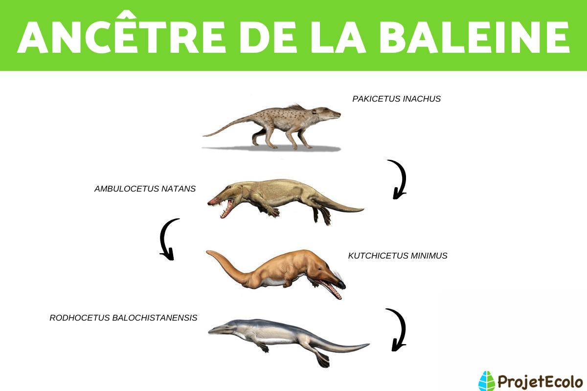 Ancêtre de la baleine