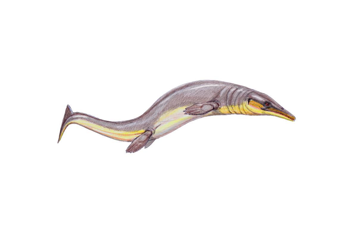 Ancêtre de la BALEINE Tout sur l