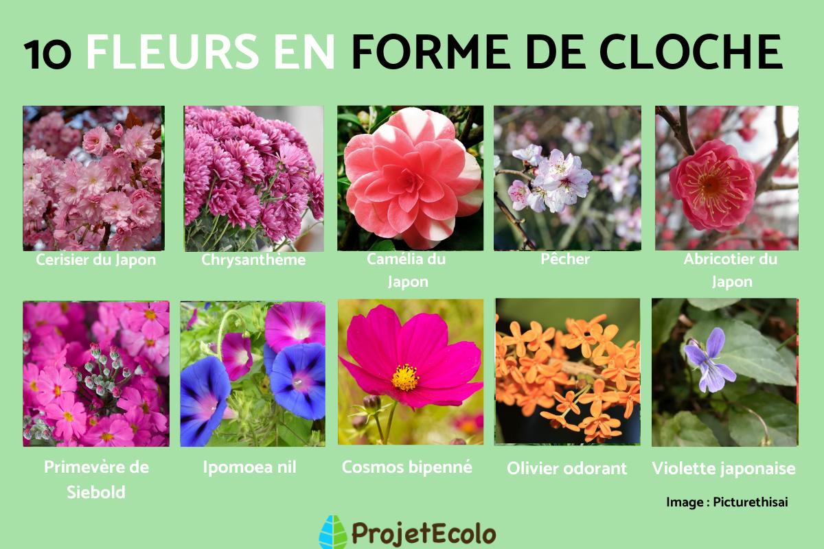 Fleurs japonaises