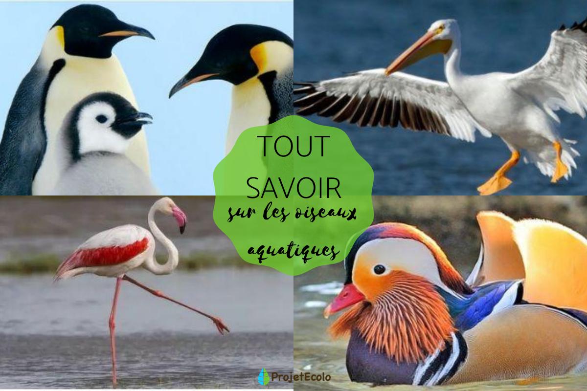 Oiseaux aquatiques : caractéristiques, types et noms