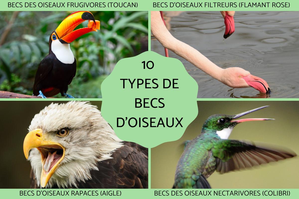 Types de becs d'oiseaux