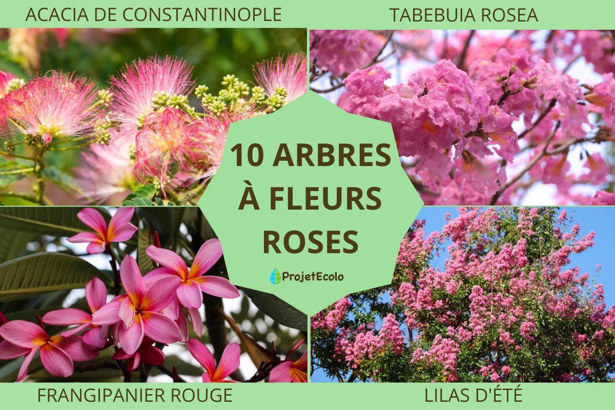 Arbres à fleurs roses