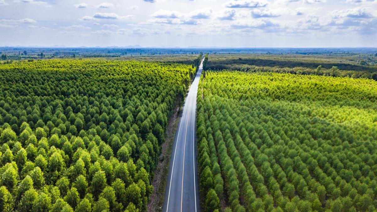 Fragmentation des habitats : Définition, causes et conséquences
