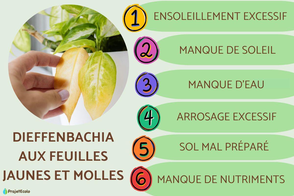 Dieffenbachia aux feuilles jaunes et molles