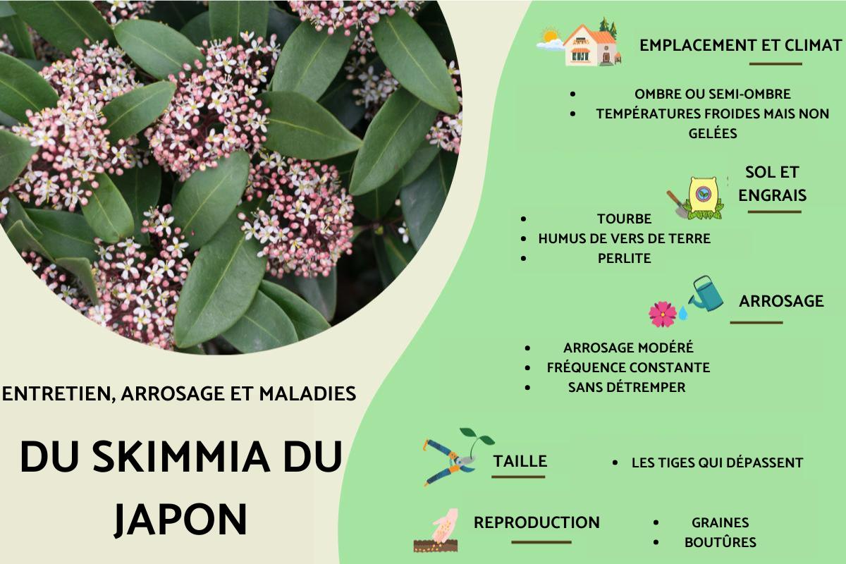 Skimmia du Japon : entretien, arrosage et maladies