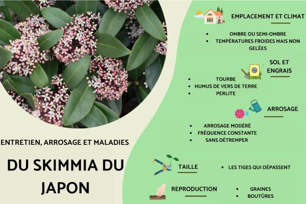 Skimmia du Japon : entretien, arrosage et maladies