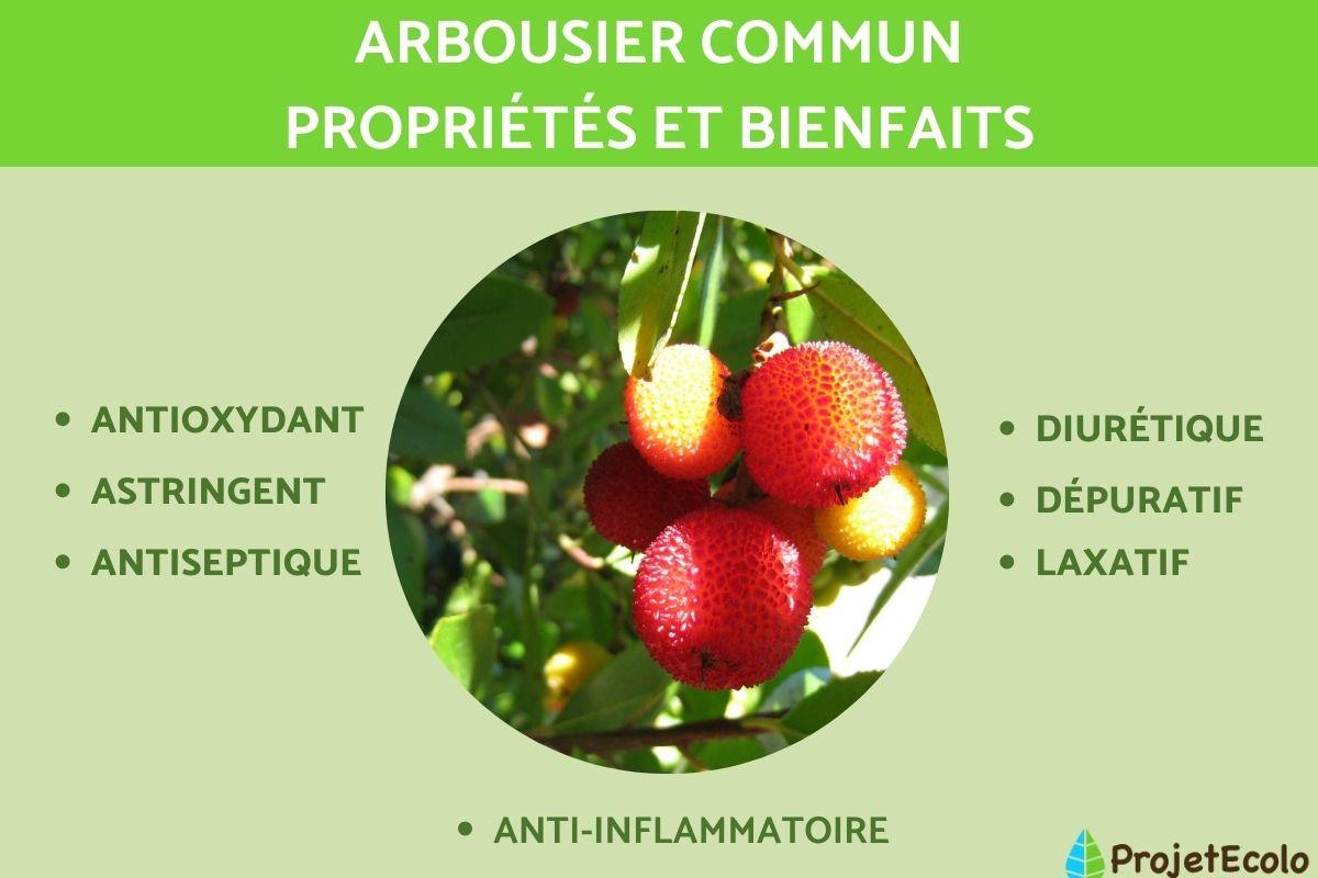 Arbousier commun - propriétés et bienfaits