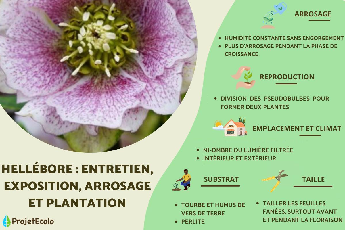 Hellébore : entretien, exposition, arrosage et plantation