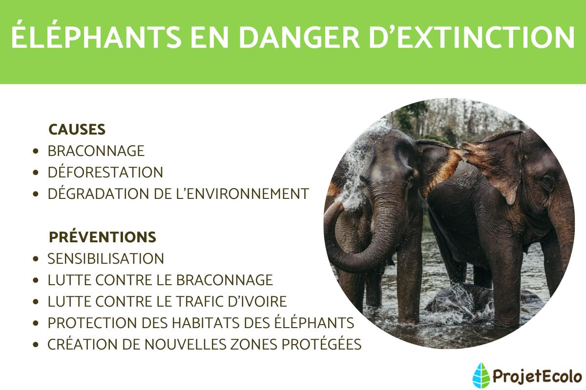 Pourquoi les éléphants sont en danger d'extinction ?