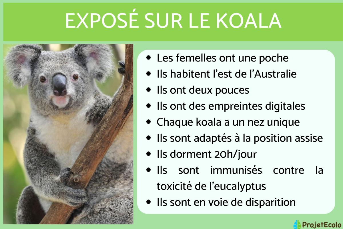Exposé sur le koala