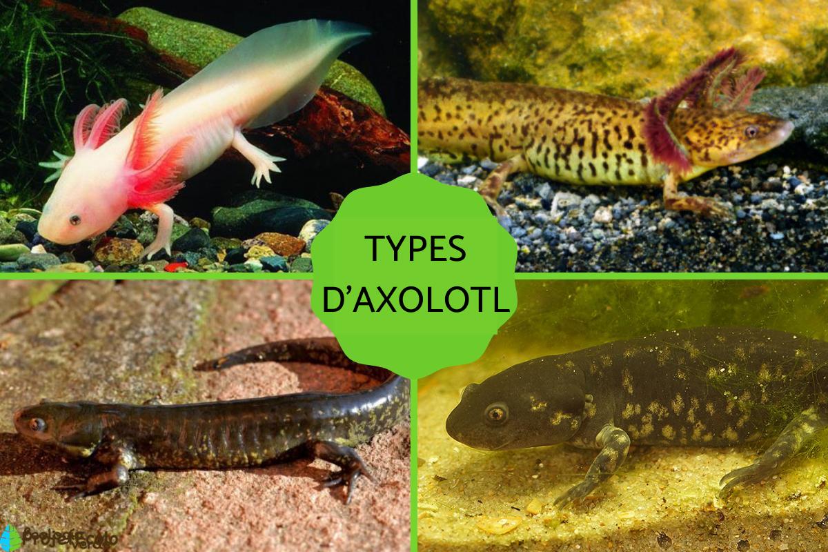 Axolotl - Types et caractéristiques