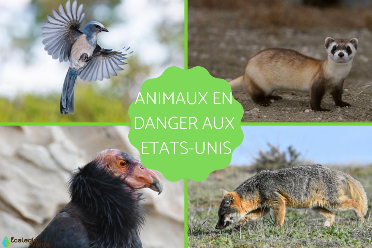Animaux en voie de disparition aux Etats-Unis