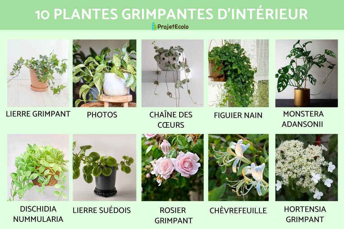 Plantes grimpantes d'intérieur
