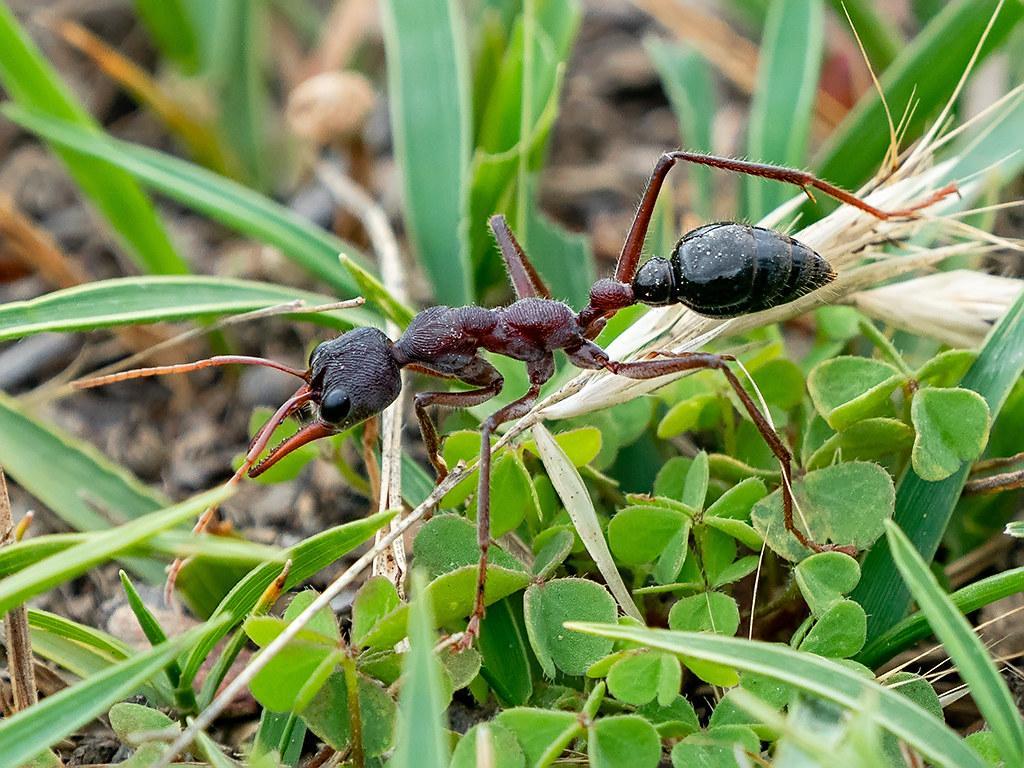 20 types de fourmis Espèces, caractéristiques et PHOTOS