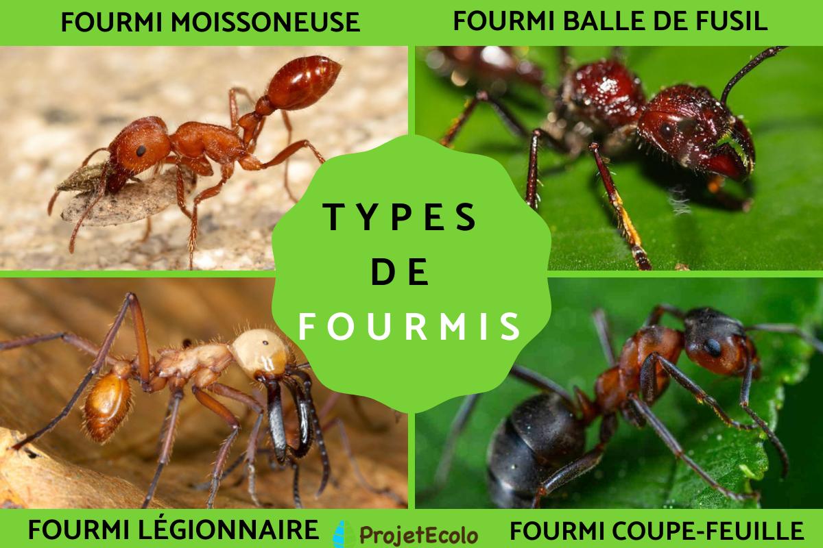 Types de fourmis