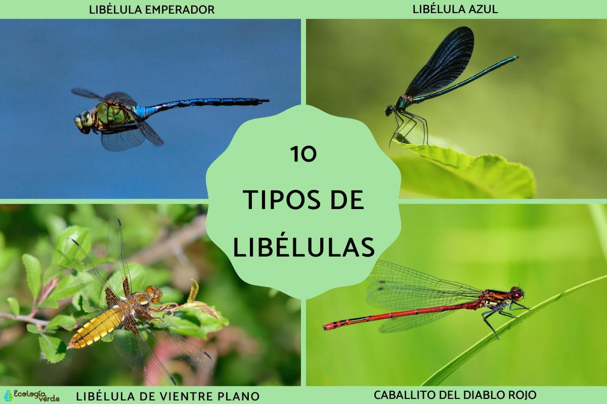 10 types de libellules - Noms et PHOTOS des libellules