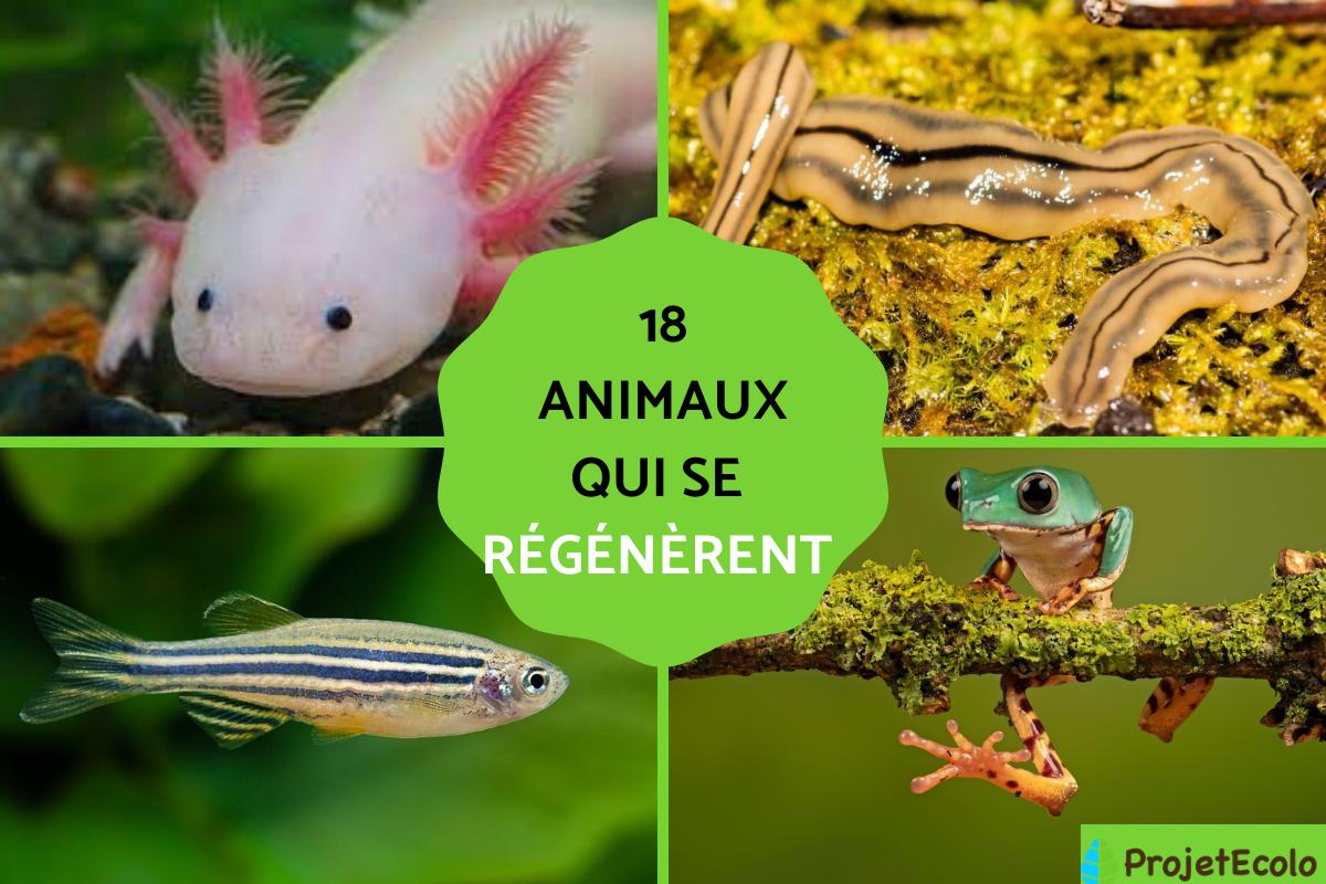 Animal qui se régénère - Liste et exemples