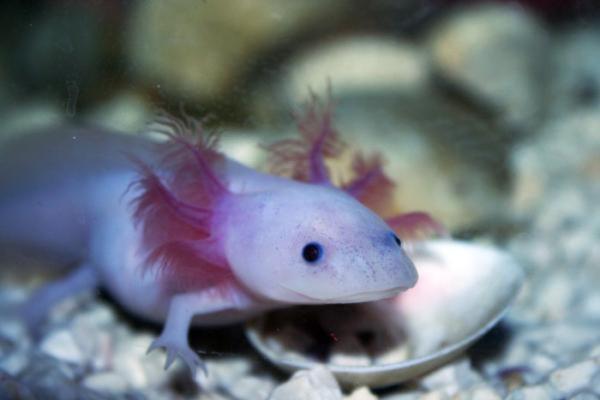 Animal qui se régénère - Liste et exemples - Axolotl (Ambystoma mexicanum) 