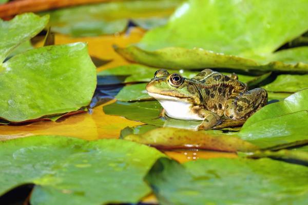 Animal qui se régénère - Liste et exemples - Grenouilles (Xenopus laevis)